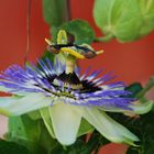 Passiflora, Provence