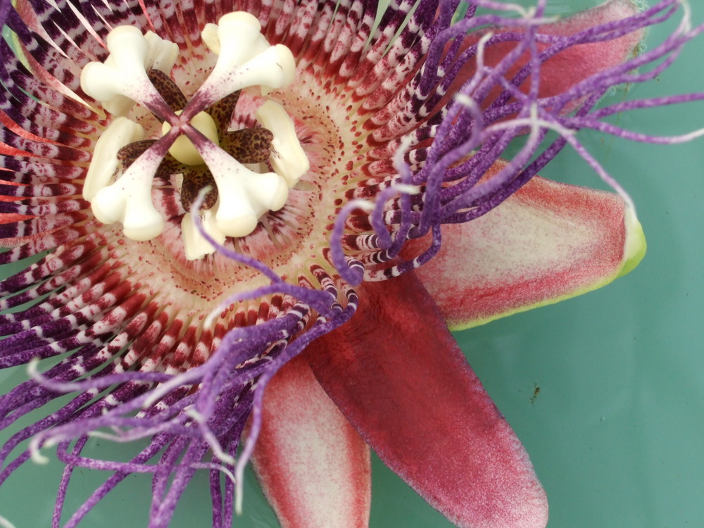 Passiflora quadrangularis