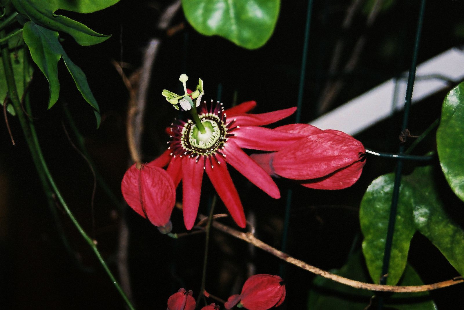 Passiflora racemosa Blüte