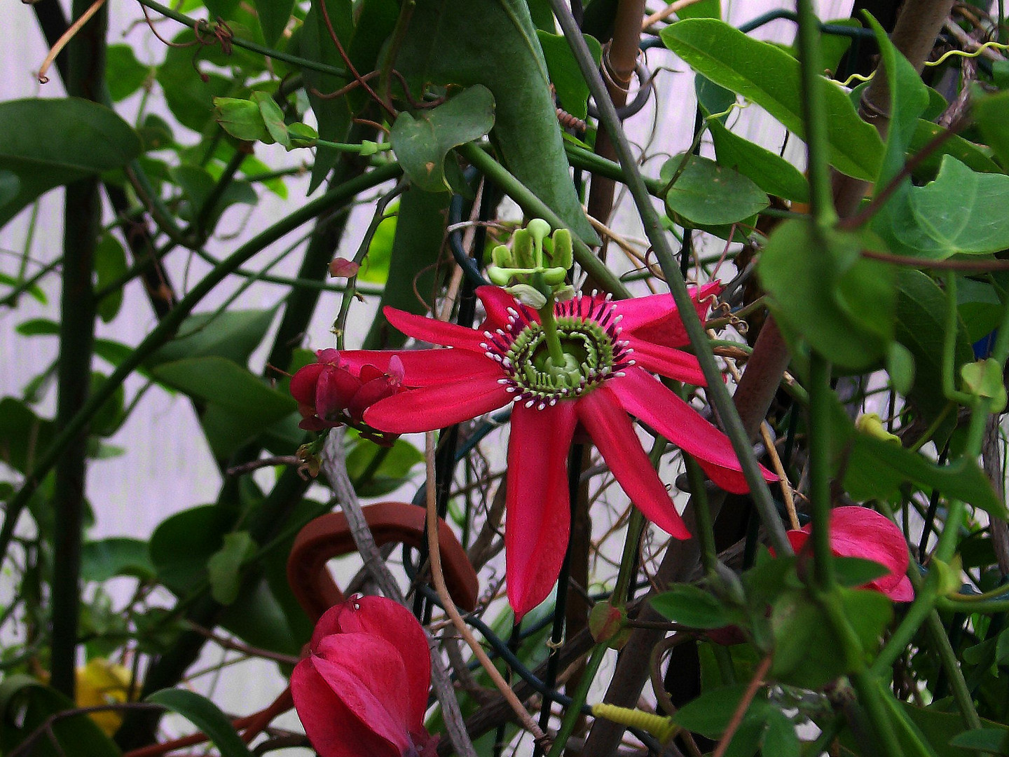 Passiflora racemosa