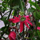 Passiflora racemosa