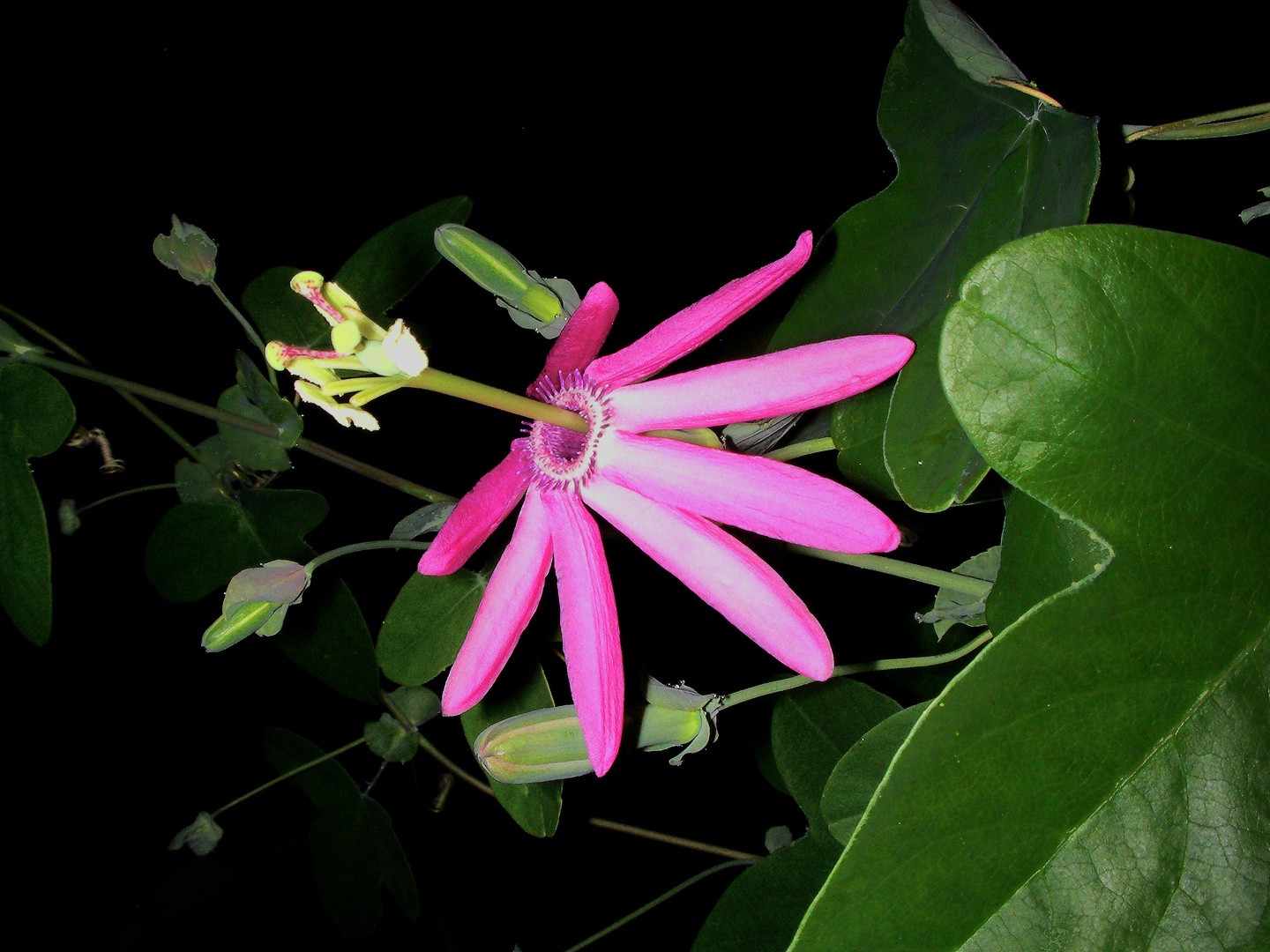 Passiflora reflexiflora