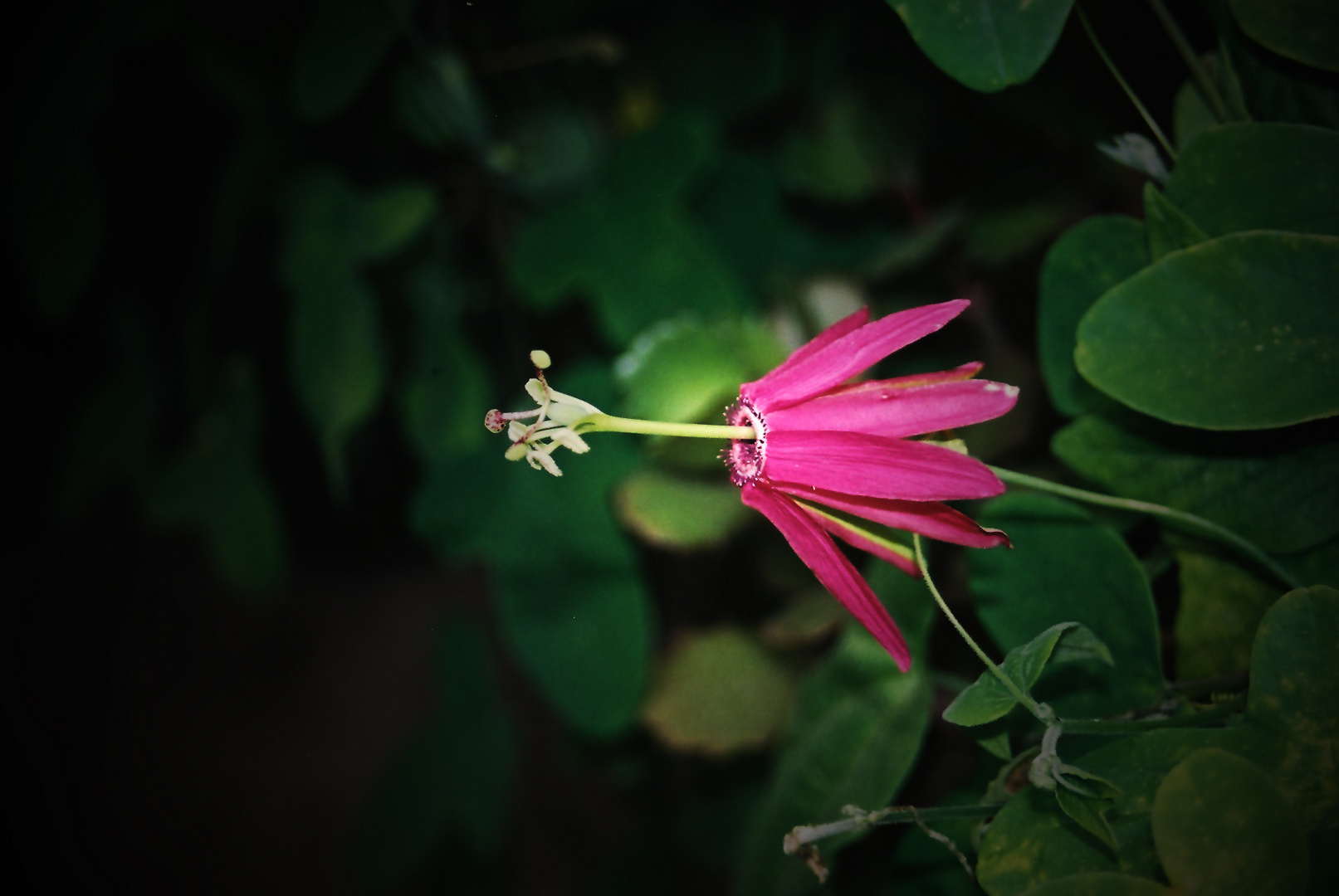 Passiflora reflexiflora