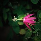 Passiflora reflexiflora