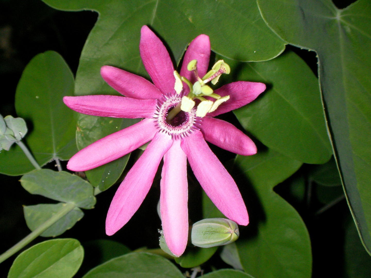 Passiflora reflexiflora