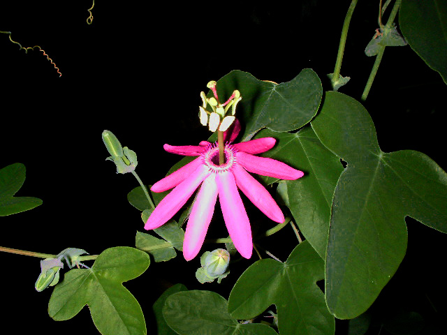 Passiflora reflexiflora