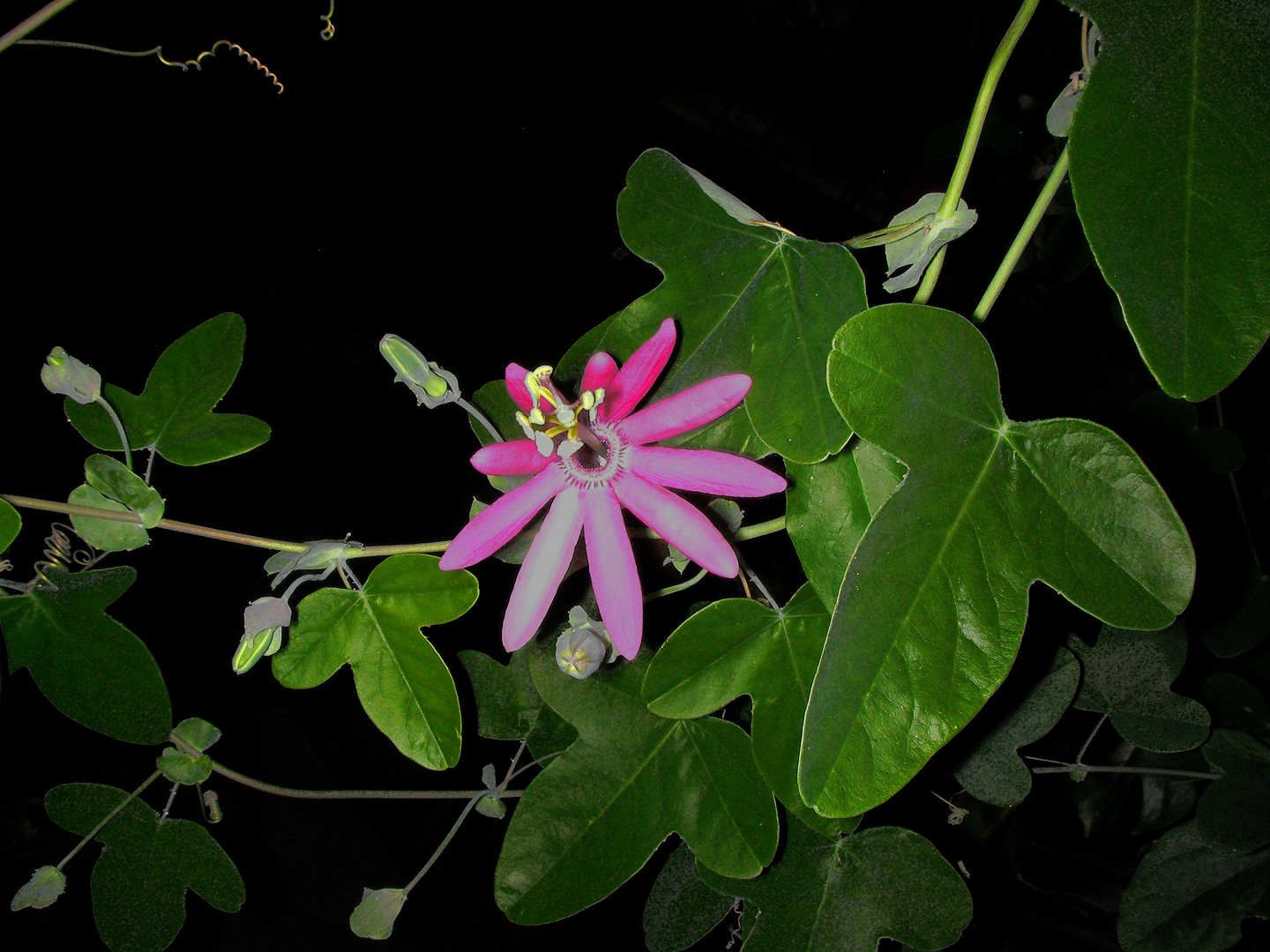 Passiflora reflexiflora