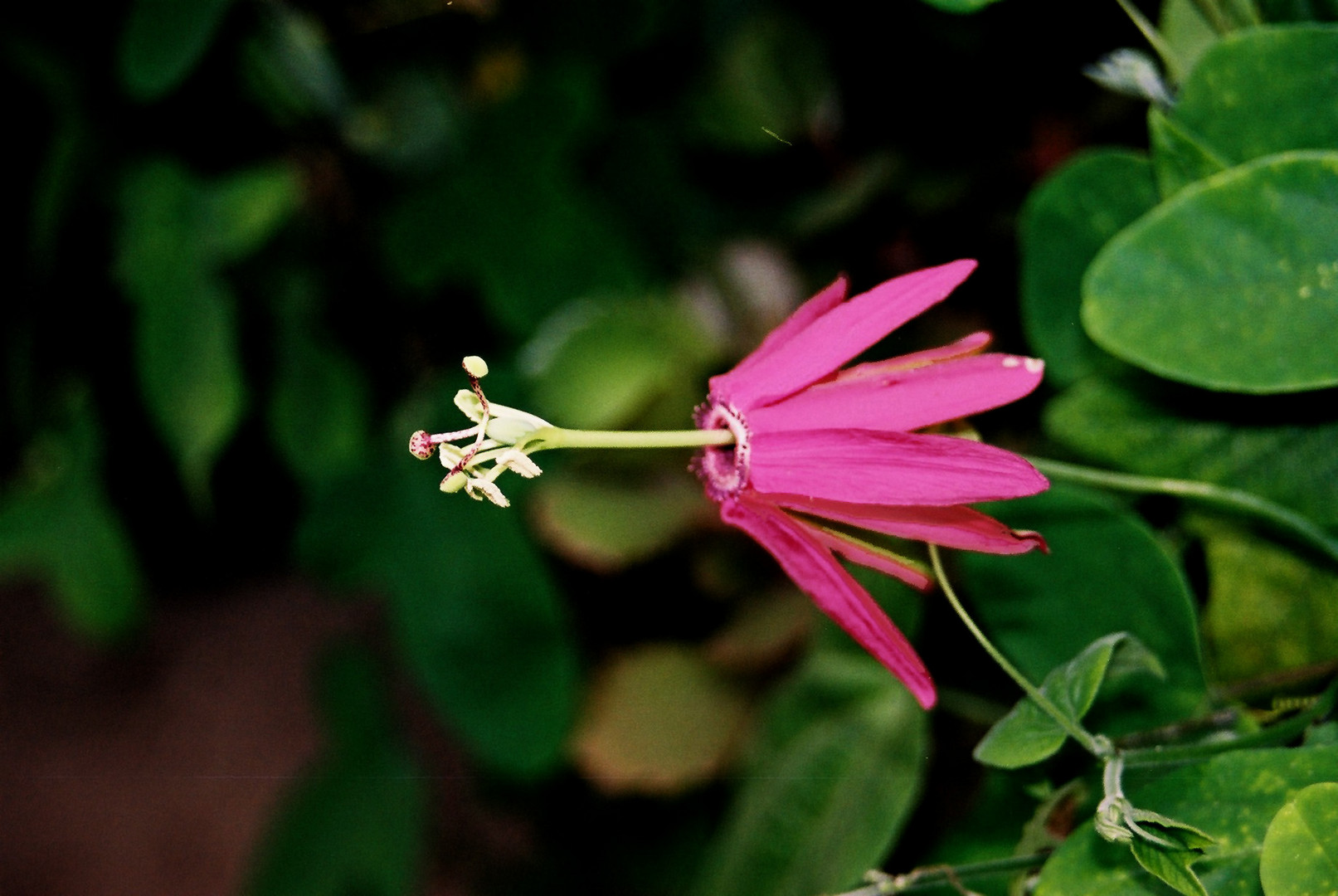 Passiflora reflexiflora