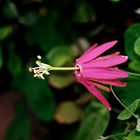 Passiflora reflexiflora