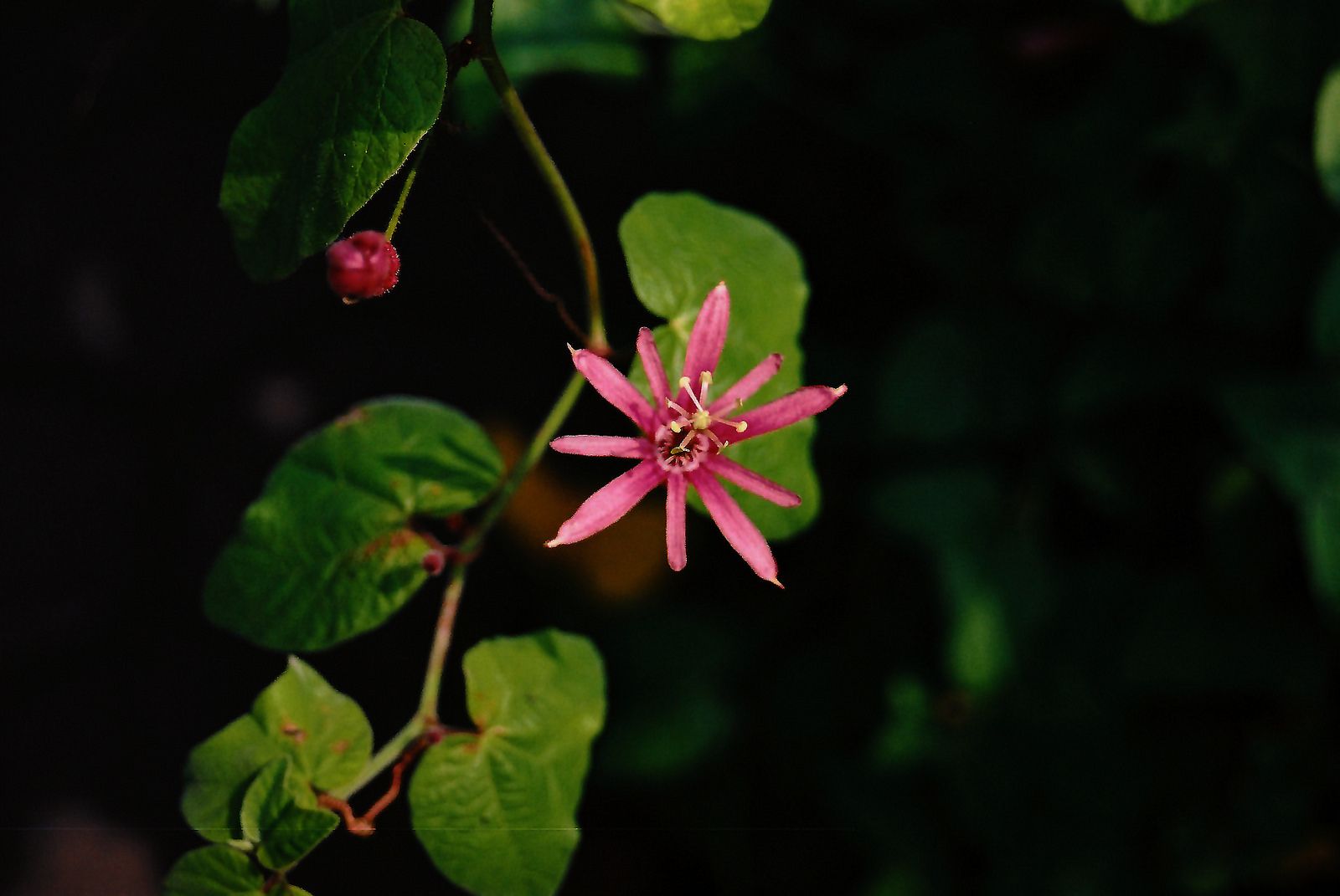 Passiflora sanguinolenta