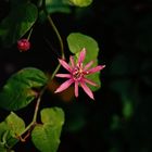 Passiflora sanguinolenta