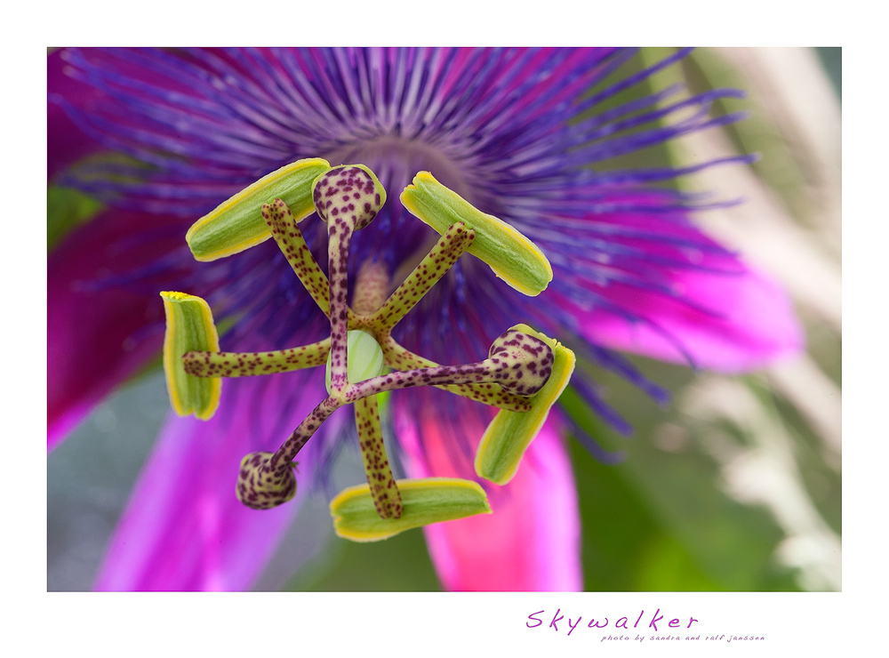 Passiflora Skywalker