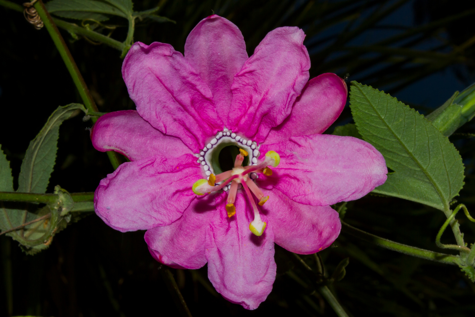 Passiflora sp. Colombian Tacso