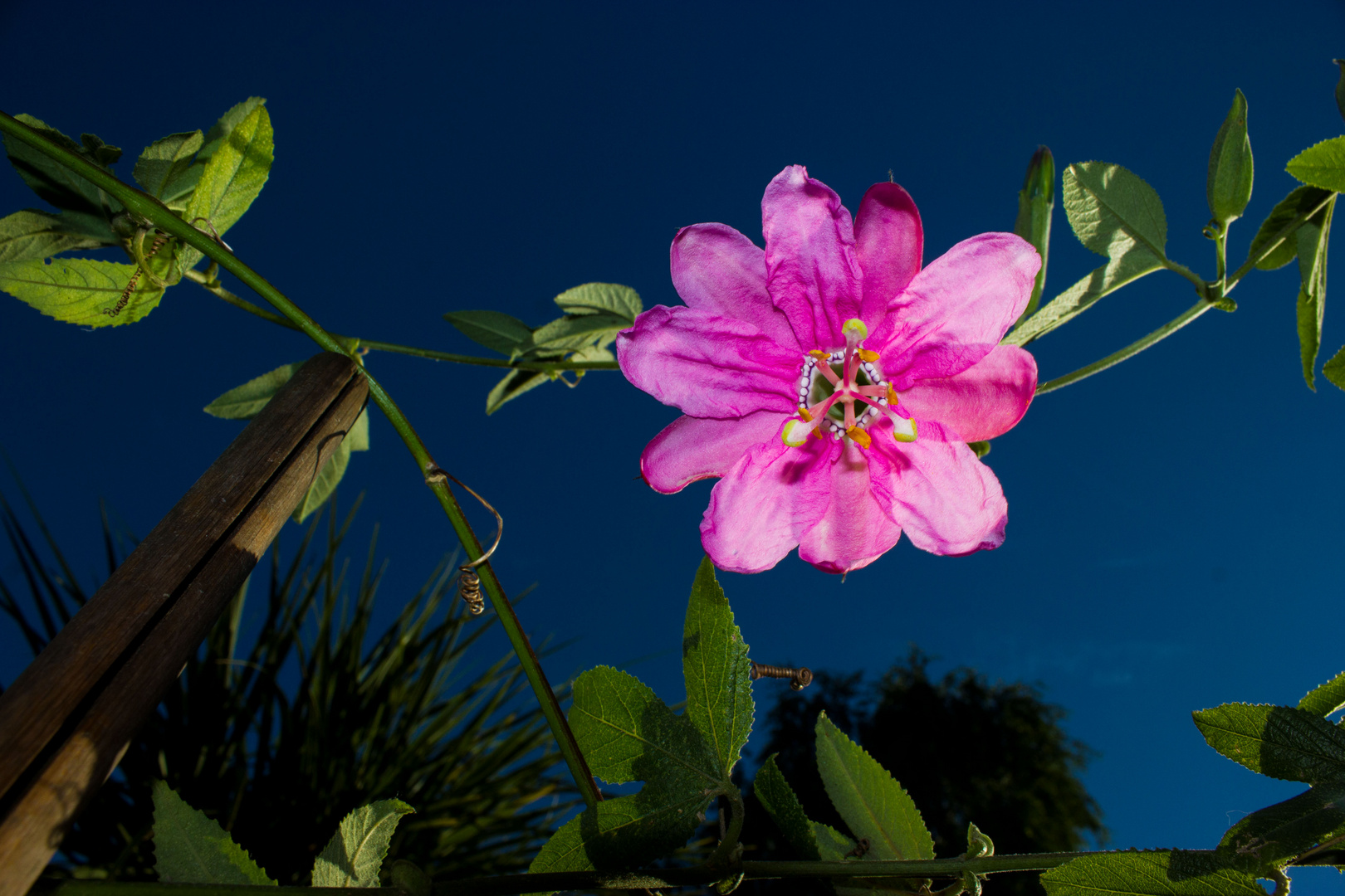 Passiflora sp. Colombian Tacso