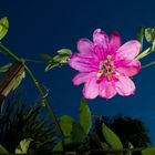 Passiflora sp. Colombian Tacso