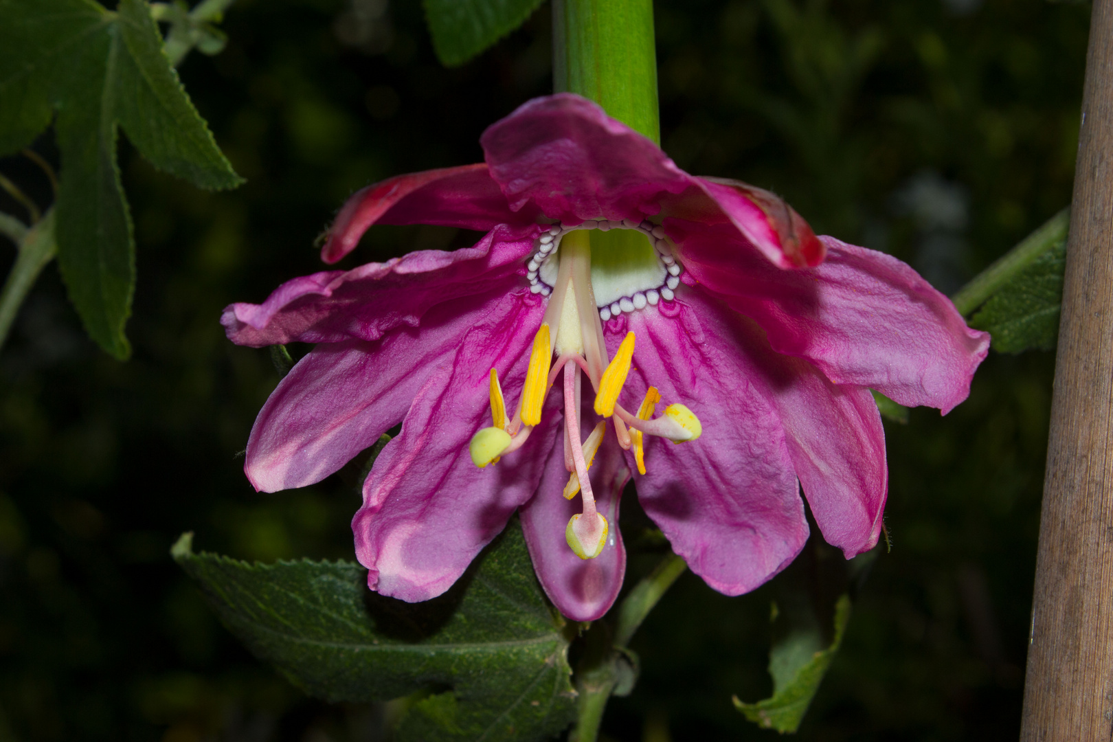 Passiflora sp. Colombian Tacso