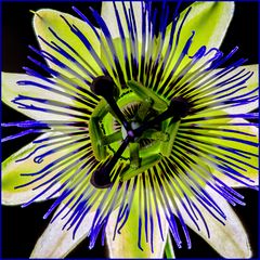 Passiflora-Stern