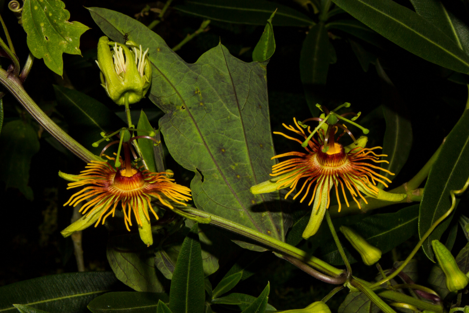 Passiflora "Sunburst"