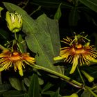 Passiflora "Sunburst"