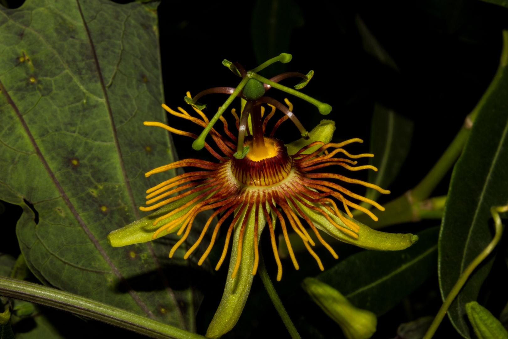 Passiflora "Sunburst"