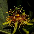 Passiflora "Sunburst"