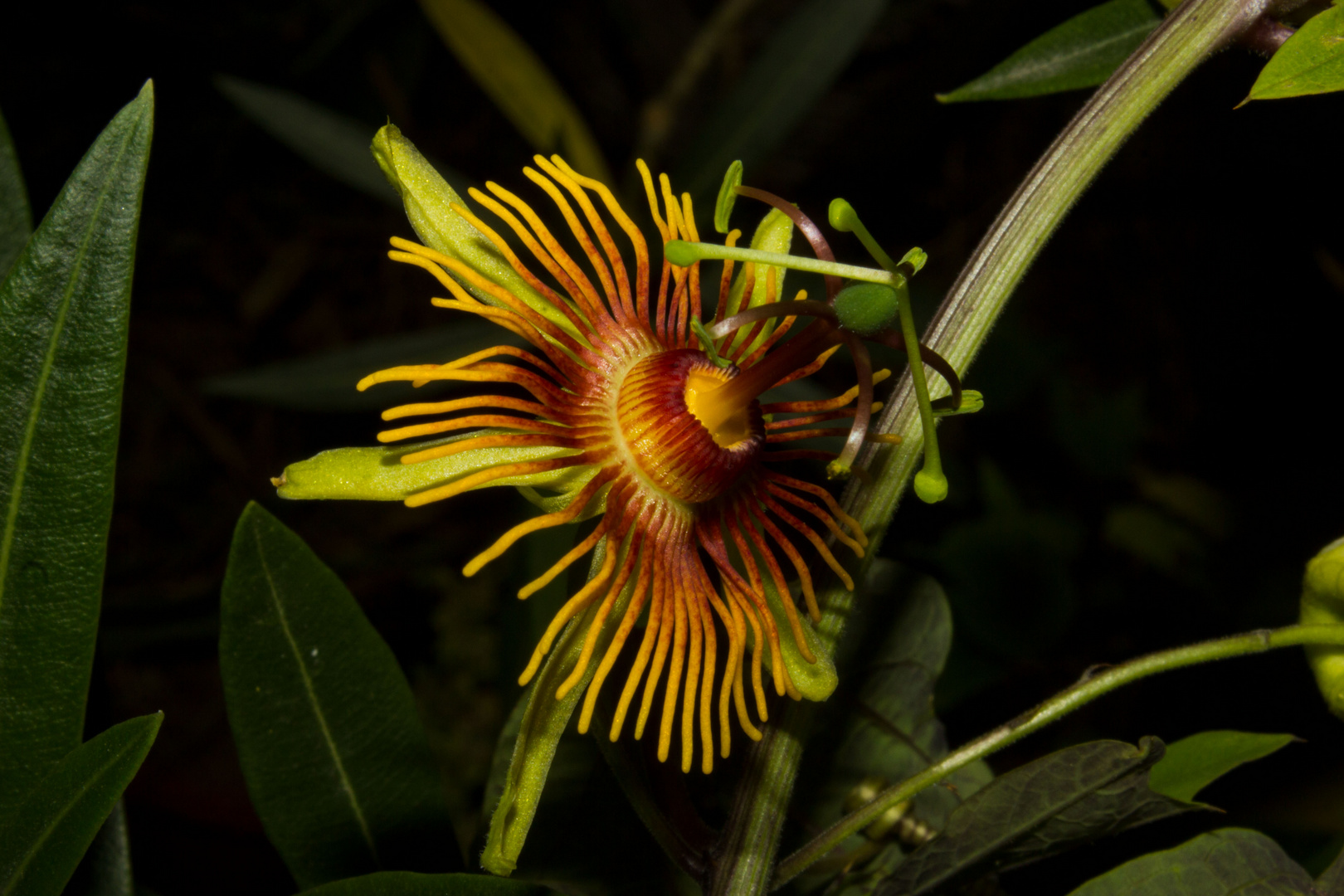 Passiflora "Sunburst"