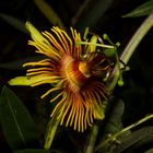 Passiflora "Sunburst"