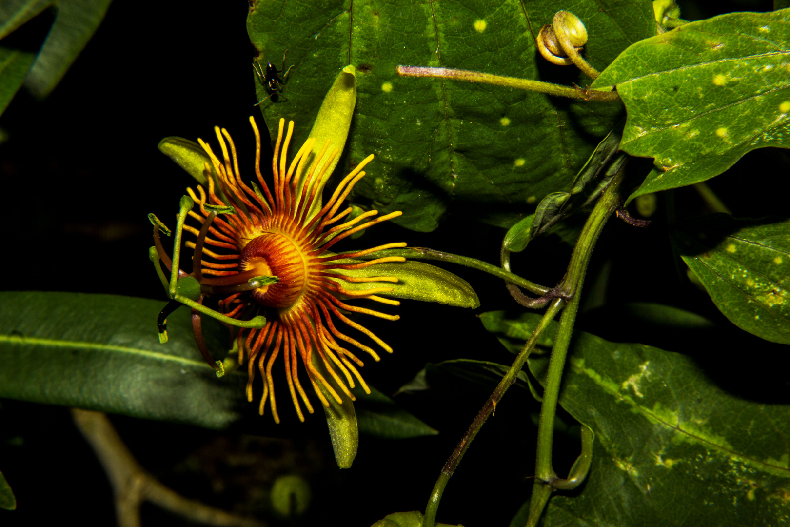 Passiflora "Sunburst"