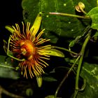 Passiflora "Sunburst"