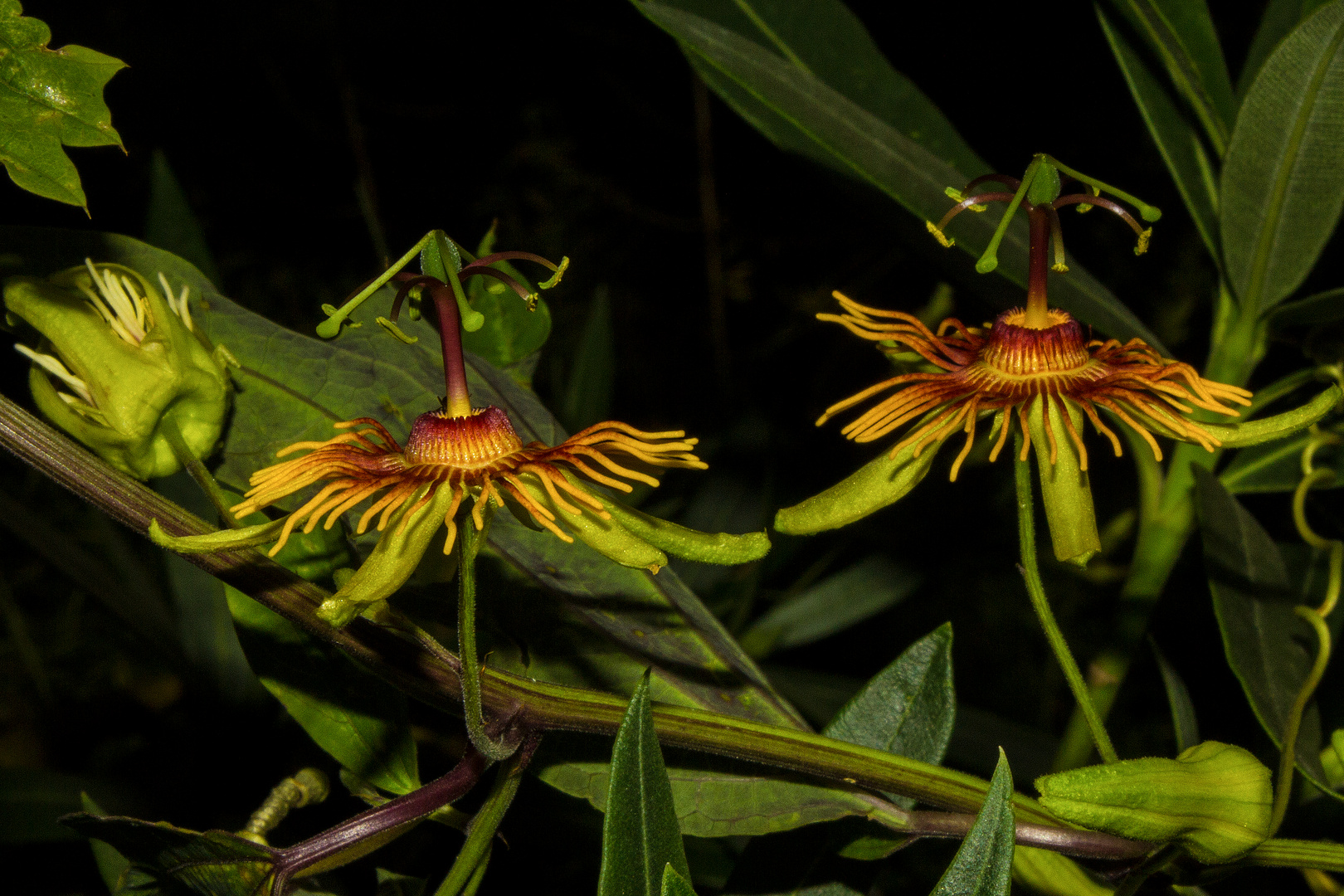 Passiflora "Sunburst"s