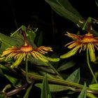 Passiflora "Sunburst"s