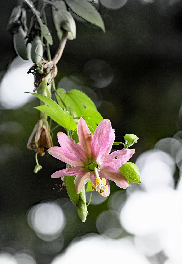 Passiflora tarminiana Foto & Bild europe, portugal, madeira Bilder