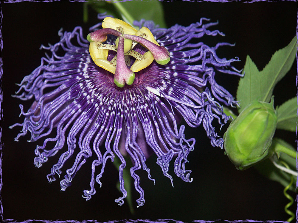 Passiflora Temptation