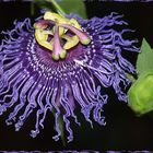 Passiflora Temptation