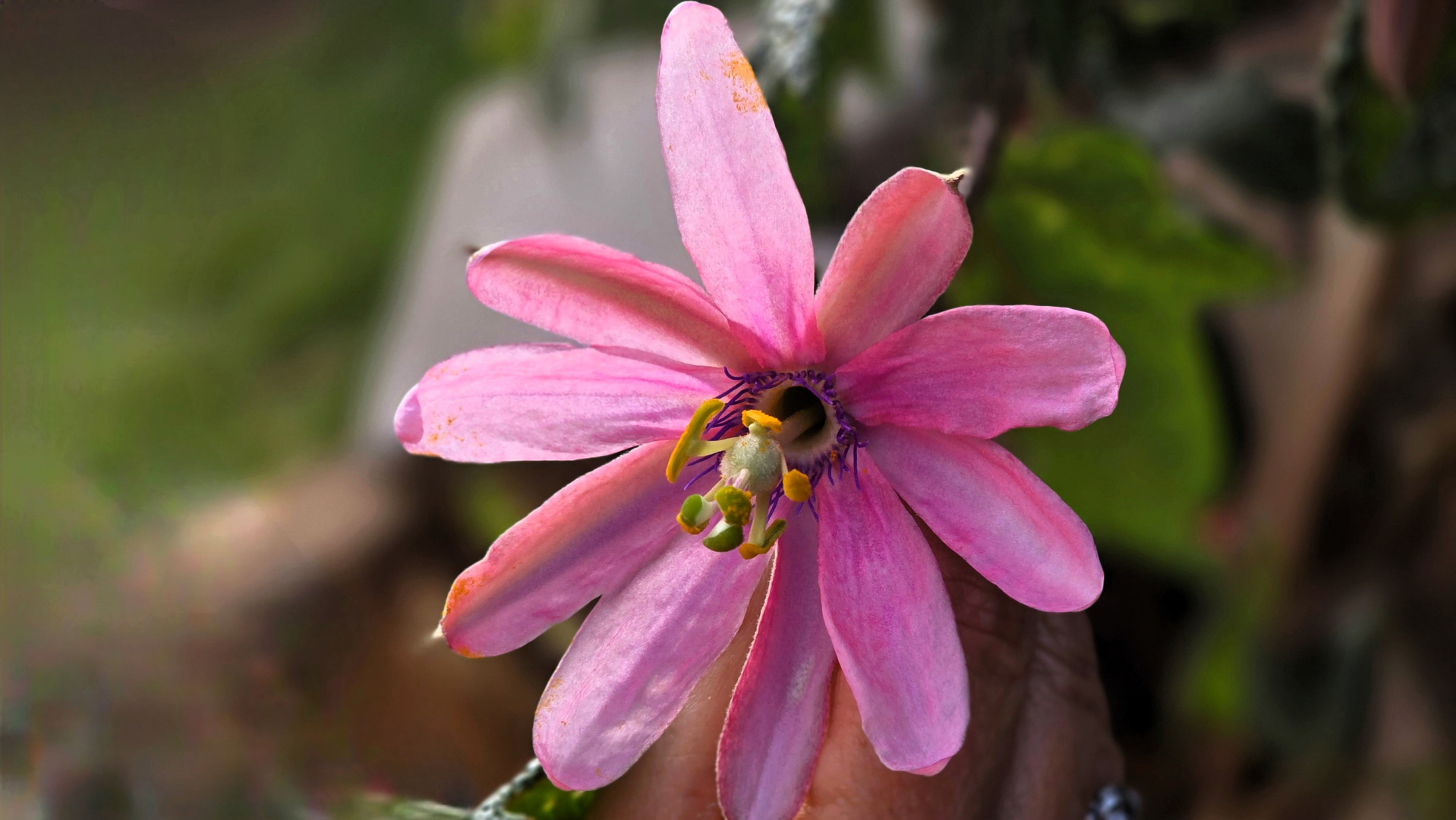 Passiflora tripartita