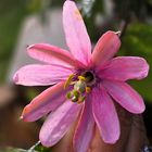 Passiflora tripartita