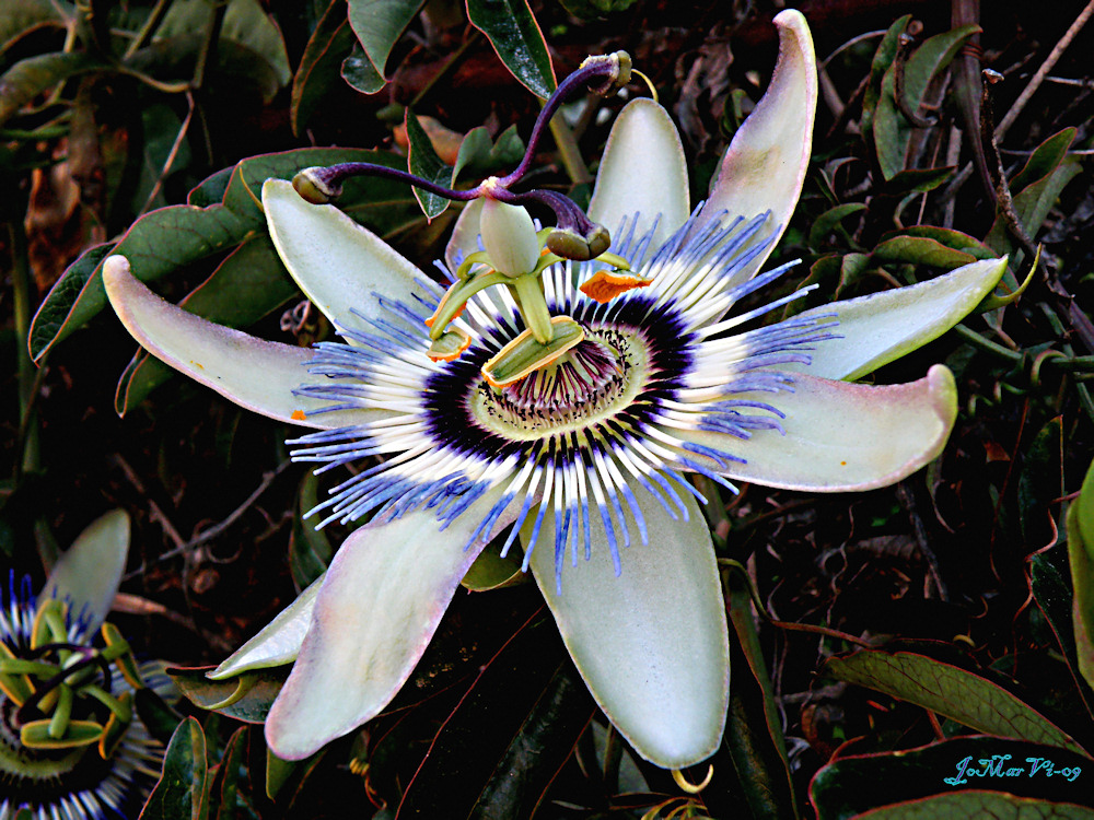 Passiflora , una de las flores mas bonitas de nuestros muros y vallas.-