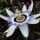 Passiflora , una de las flores mas bonitas de nuestros muros y vallas.-