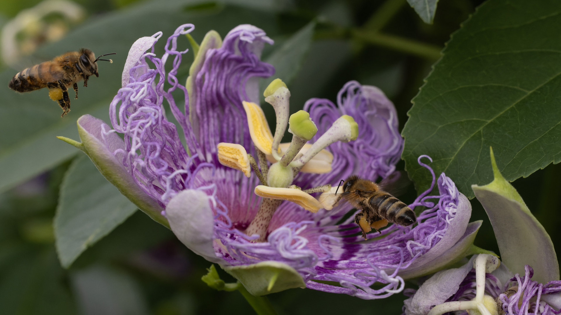 Passiflora und Bienen