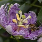 Passiflora und Bienen