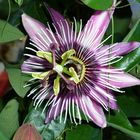 Passiflora Victoria