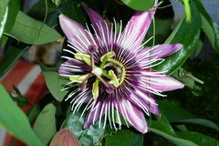 Passiflora Victoria