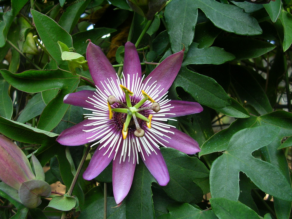 passiflora violacea