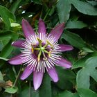 passiflora violacea