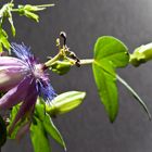 Passiflora violacea