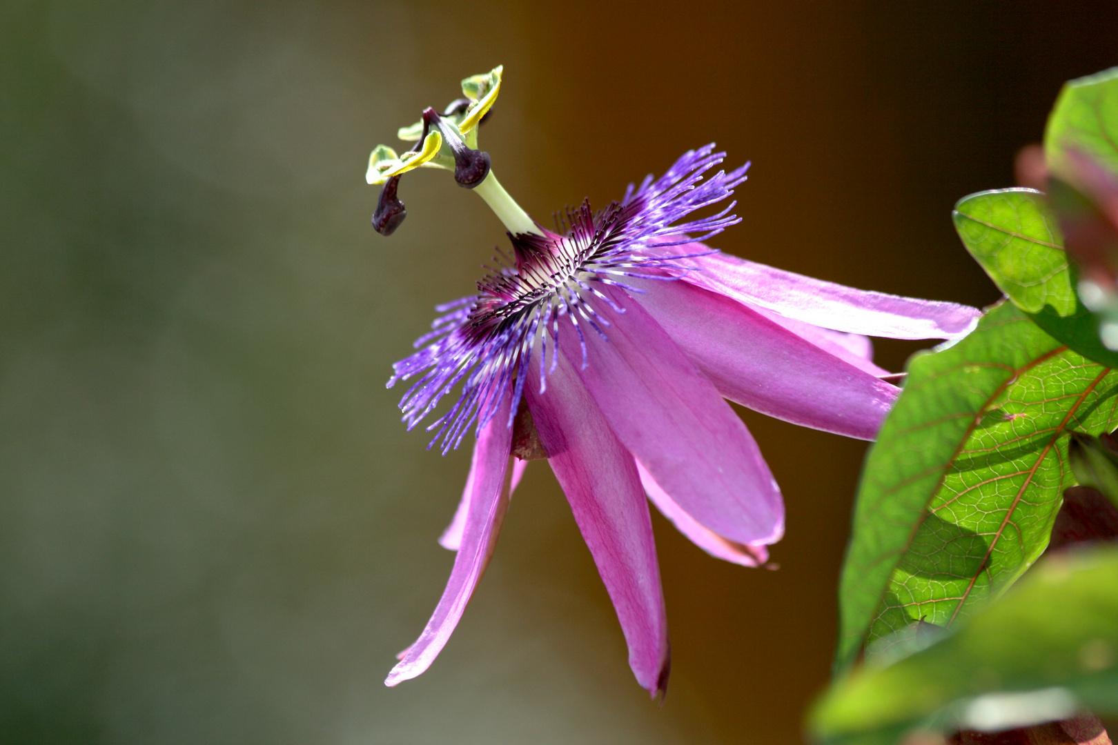 passiflora violacea