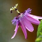 passiflora violacea