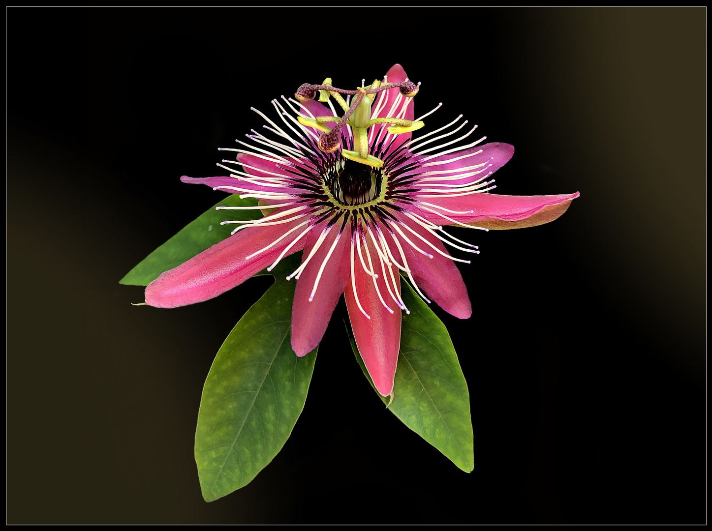 Passiflora violetta