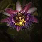 Passiflora x belotii ´Kaiserin Eugenie`
