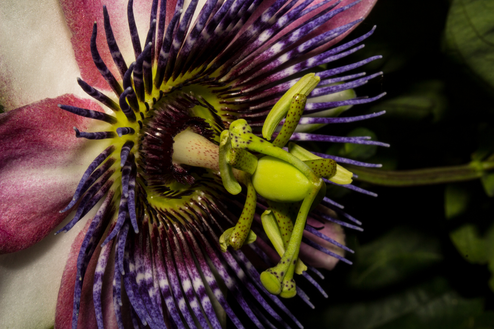 Passiflora x belotii ´Kaiserin Eugenie`